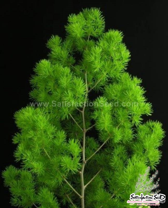 ming fern asparagus seeds