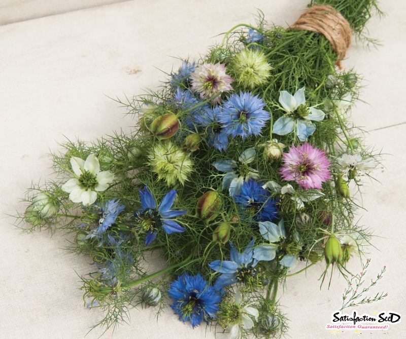 miss jekyll love in a mist nigella seeds