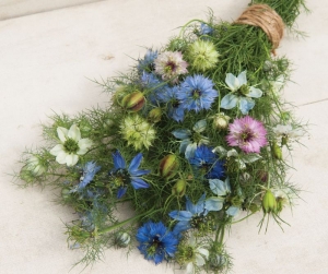 miss jekyll love in a mist nigella seeds