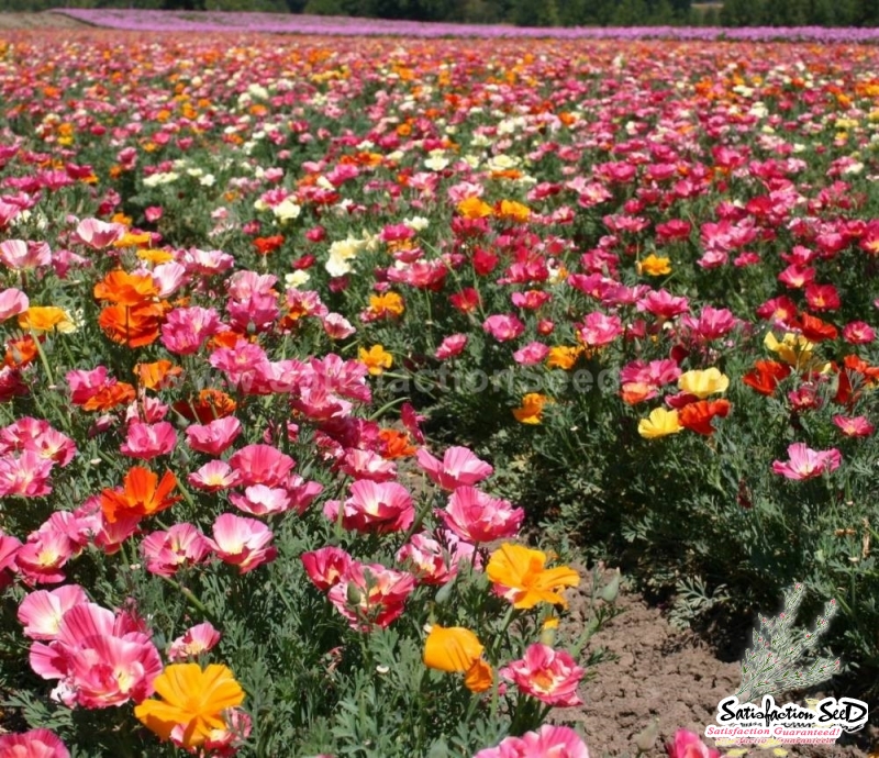 mission bells mix california poppy seeds