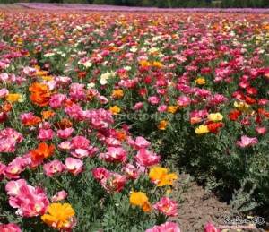 mission bells mix california poppy seeds