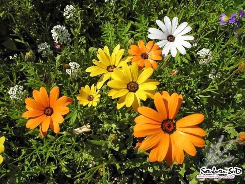 mix african daisy seeds