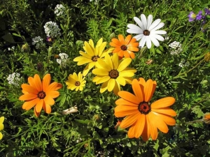 mix african daisy seeds