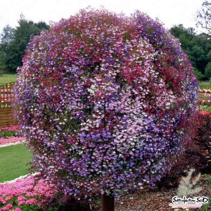 mix cascading lobelia flower seeds