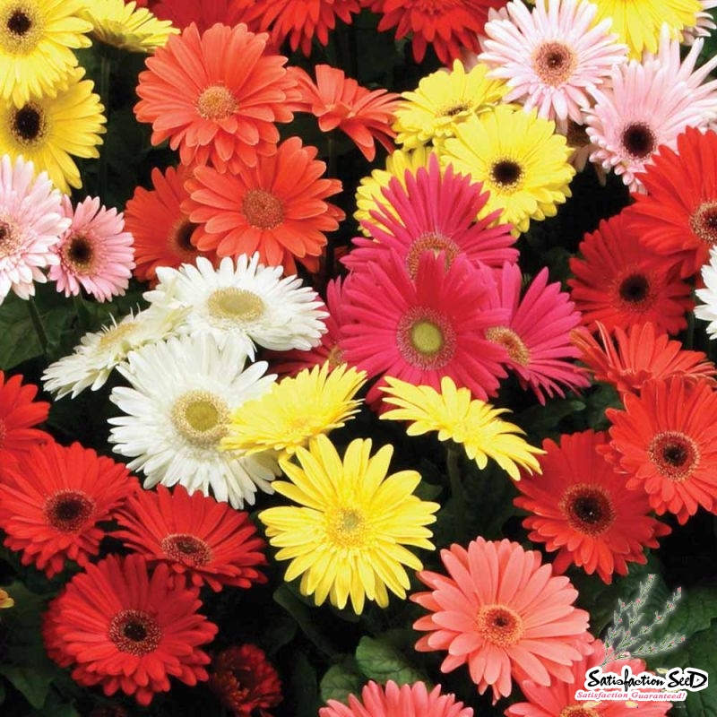 mix gerbera daisy seeds