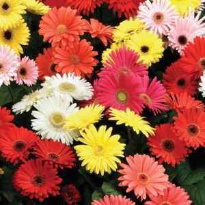 mix gerbera daisy seeds