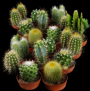 mix succulent plant cactus seeds