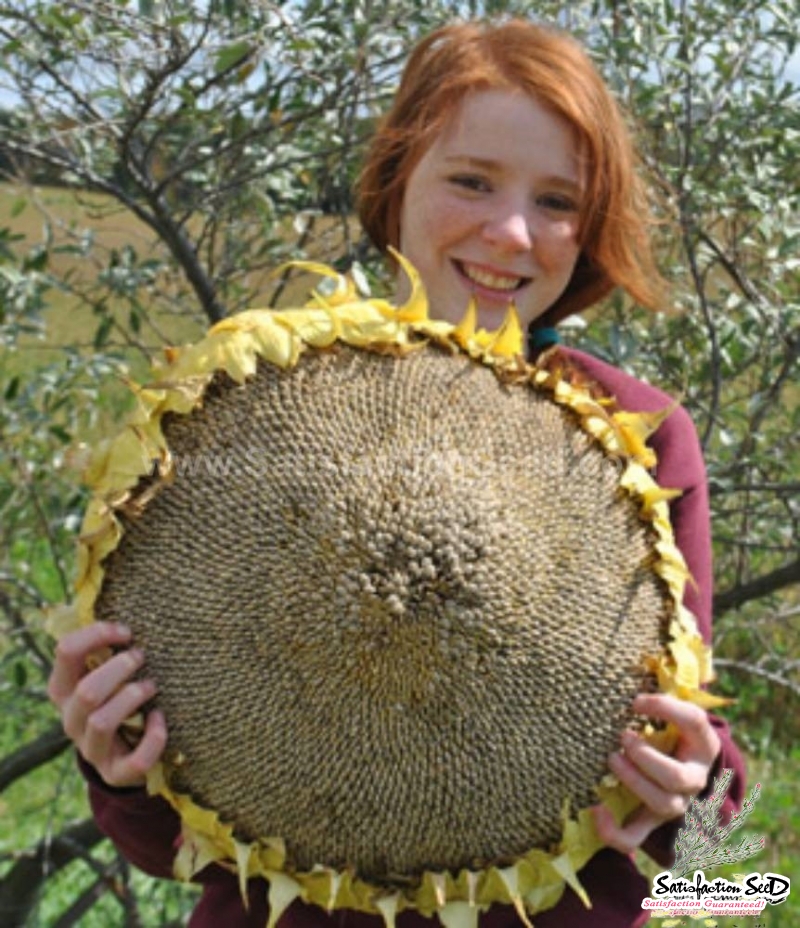 mongolian giant sunflower seeds