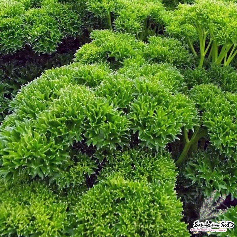 moss curled parsley seeds