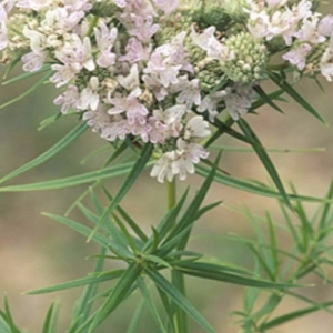 mountain mint seeds