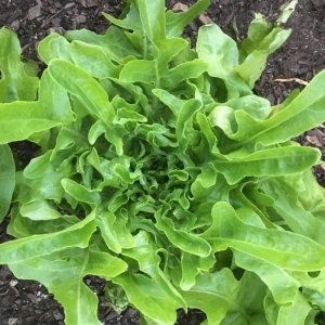 oakleaf lettuce seeds