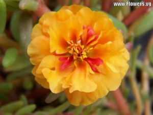 orange extra double moss rose seeds