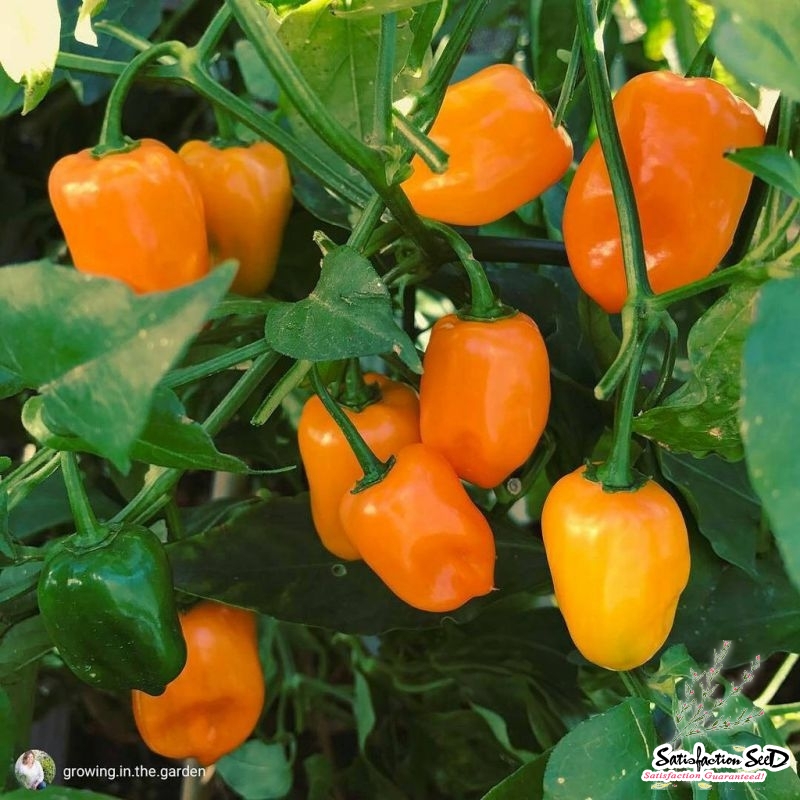 orange habanero hot pepper seeds