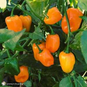 orange habanero hot pepper seeds