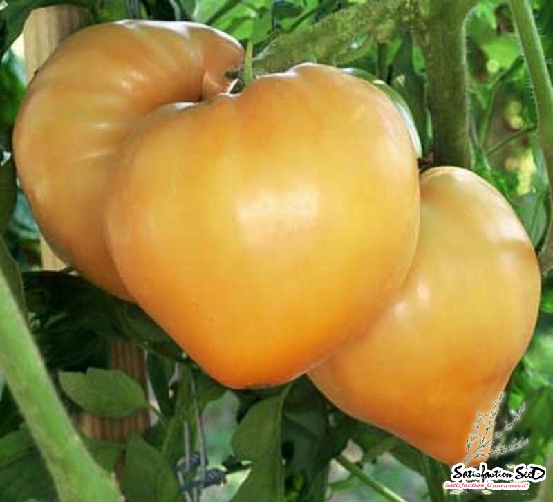 orange oxheart tomato seeds