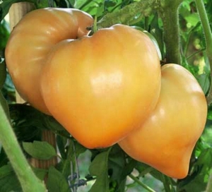 orange oxheart tomato seeds