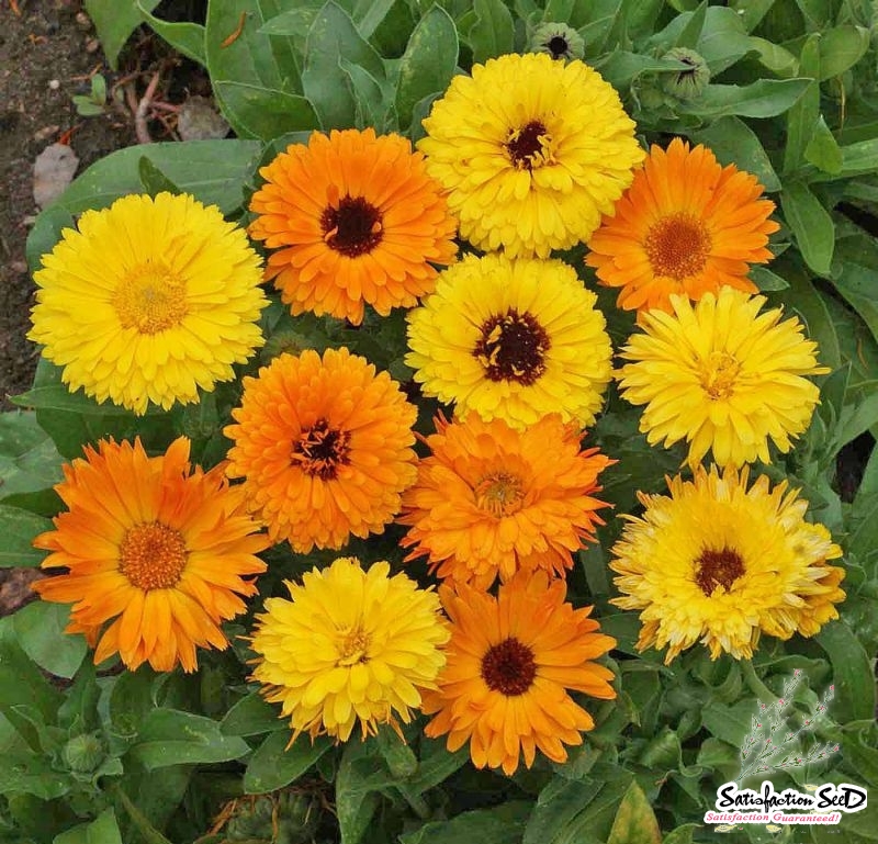 pacific beauty mix calendula seeds