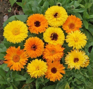 pacific beauty mix calendula seeds