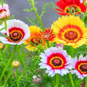 painted daisy seeds