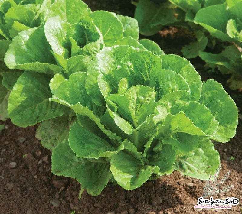 parris island romaine lettuce seeds