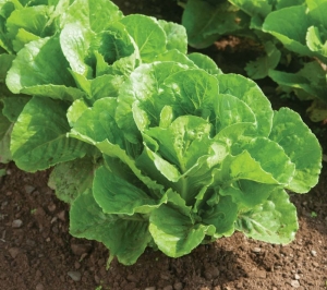 parris island romaine lettuce seeds