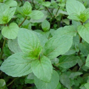 peppermint seeds