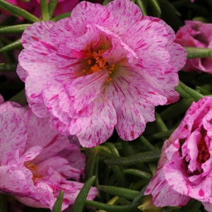 peppermint extra double moss rose seeds