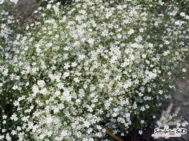 perennial baby breath seeds