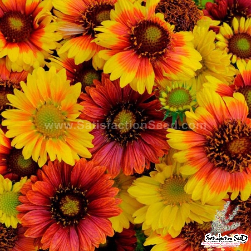 perennial mix gaillardia seeds