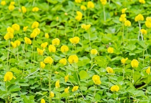 perennial peanut seeds