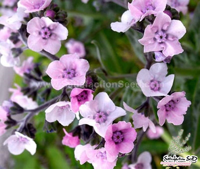 pink chinese forget me not seeds