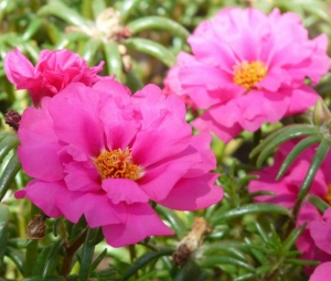 pink extra double moss rose seeds
