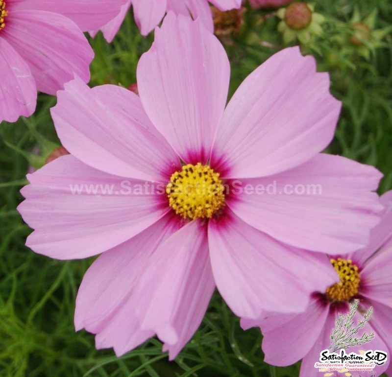 pink ring super dwarf 40cm cosmos seeds