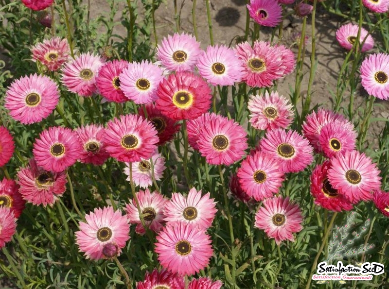 pinky mix paper daisy strawflower seeds