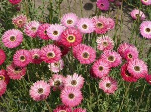 pinky mix paper daisy strawflower seeds