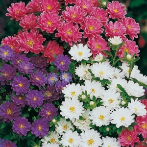 pinocchio mix dwarf china aster seeds