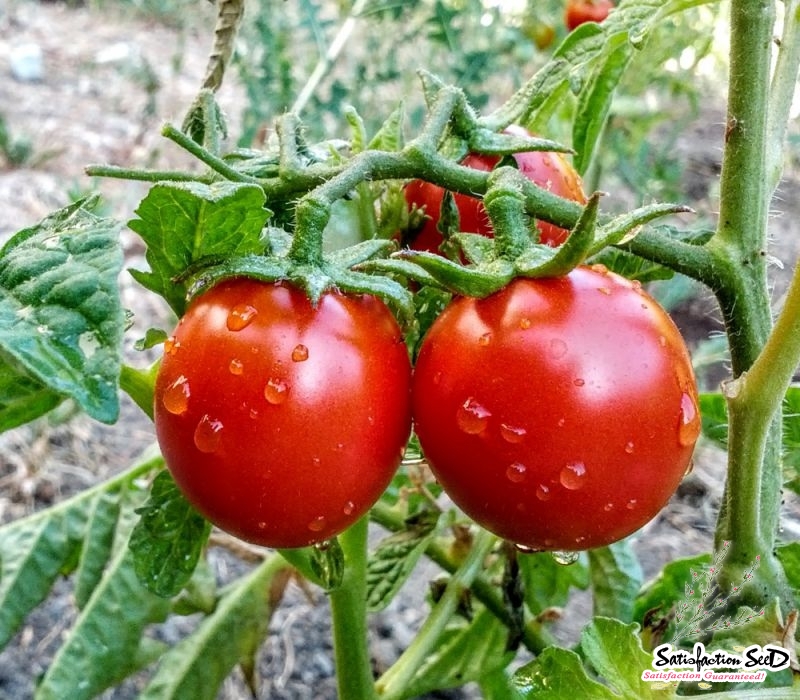 porter tomato seeds