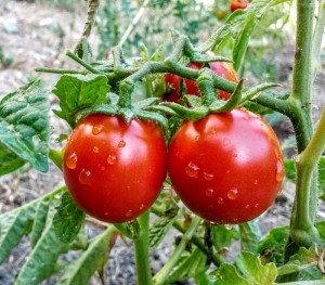 porter tomato seeds