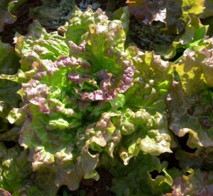 prizehead leaf lettuce seeds