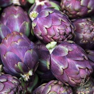 purple globe italian artichoke seeds