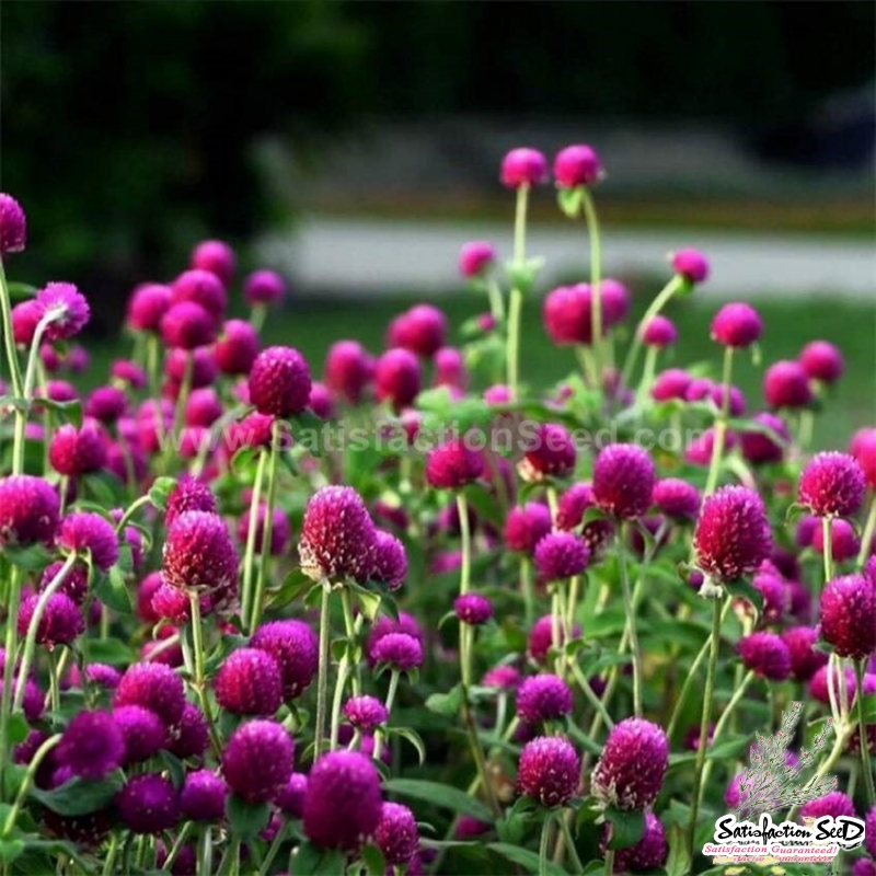 purple gomphrena seeds