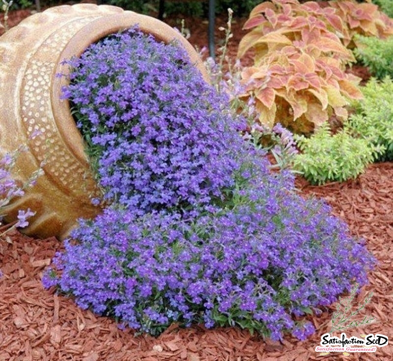 purple rock cress seeds