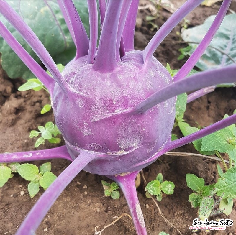 purple vienna kohlrabi seeds