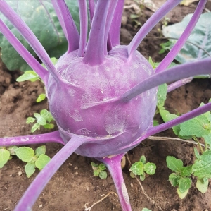 purple vienna kohlrabi seeds
