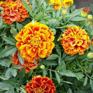 queen sophia french marigold seeds