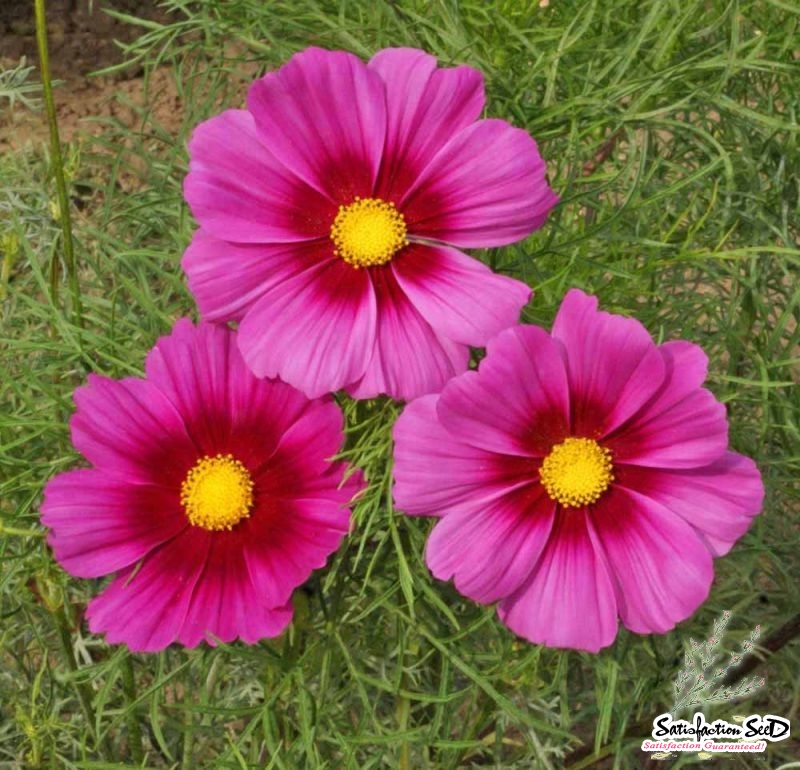 radiance cosmos seeds