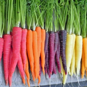 rainbow mix carrot seeds