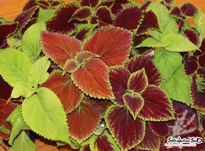 rainbow mix coleus blumei seeds