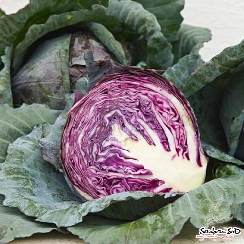 red acre cabbage seeds