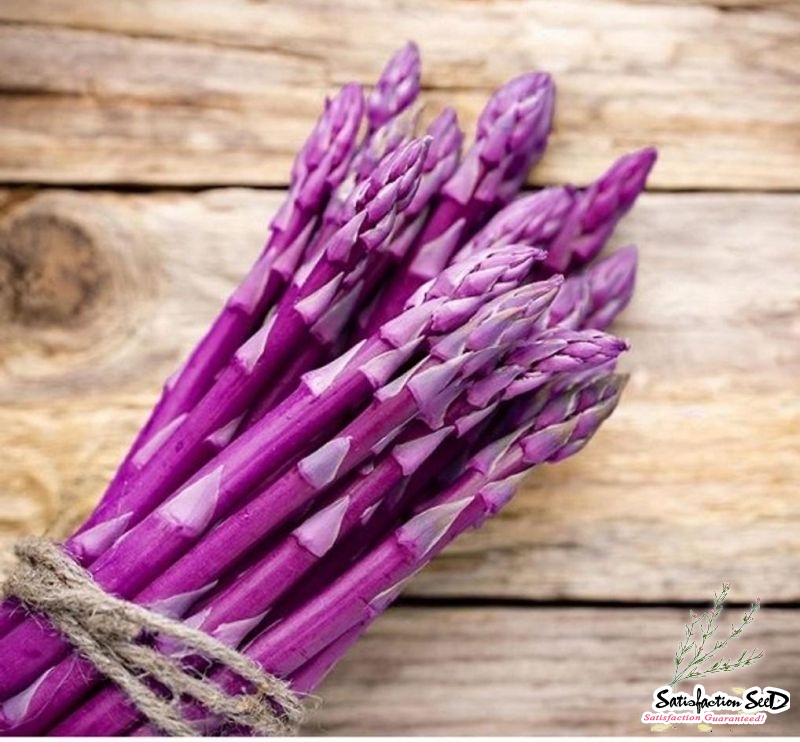 red asparagus seeds